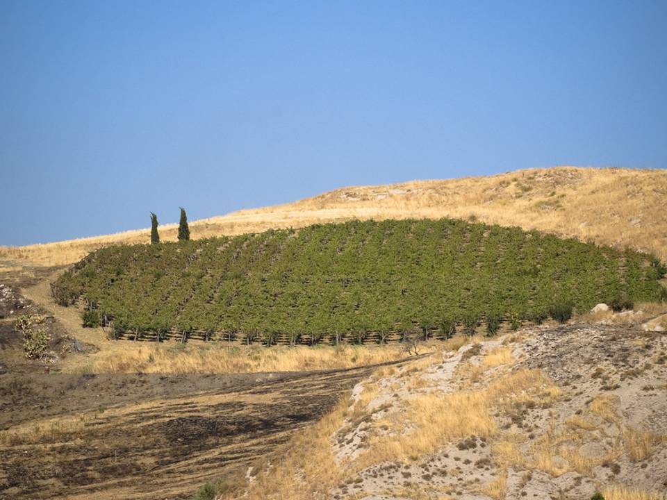 winery CVA Canicattì Società Cooperativa Agricola4