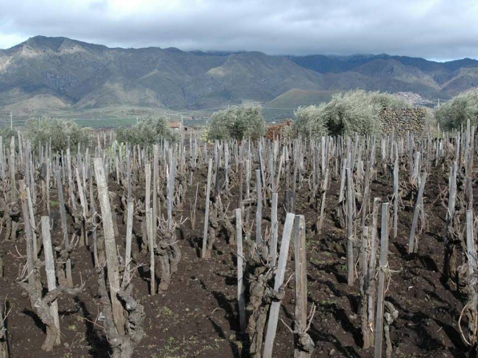 Tenuta delle Terre Nere - winery Tenuta delle Terre Nere4