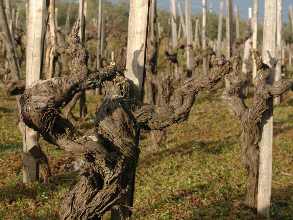 Tenuta delle Terre Nere - winery Tenuta delle Terre Nere6