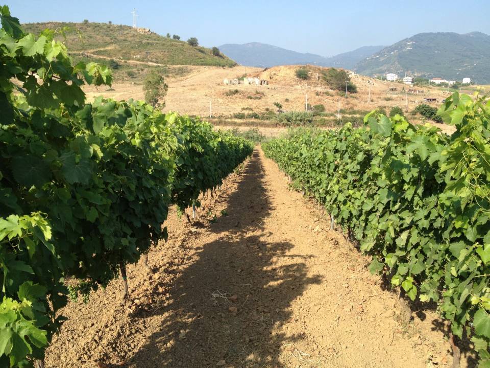 winery Tenuta Gatti6