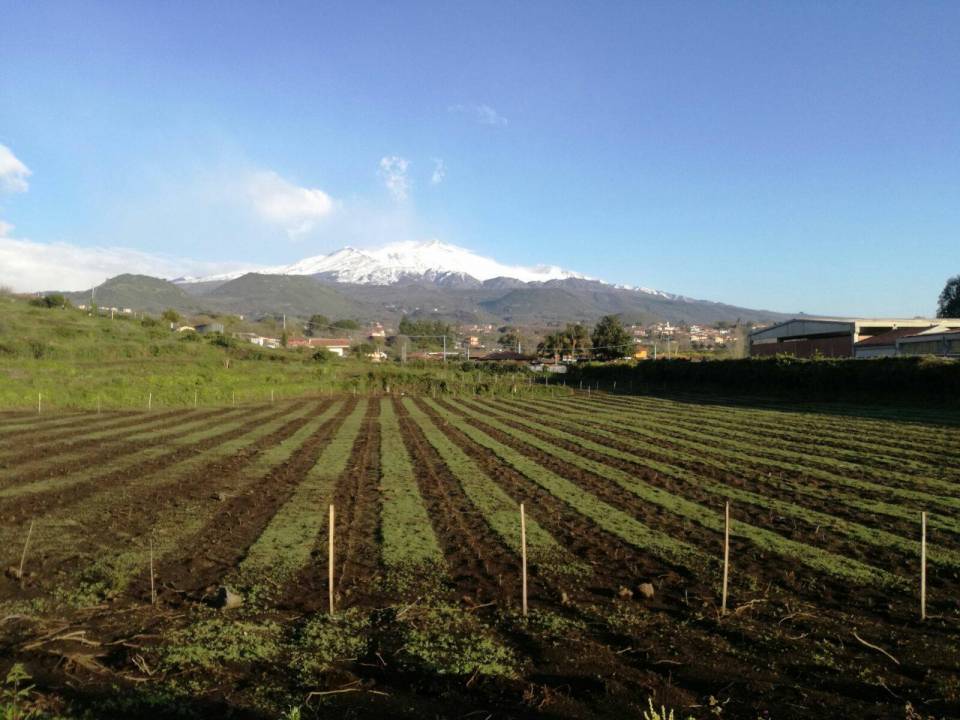 Etna Wine Tasting Deluxe - Tenute Mannino di Plachi - Le Sciarelle Farm 1