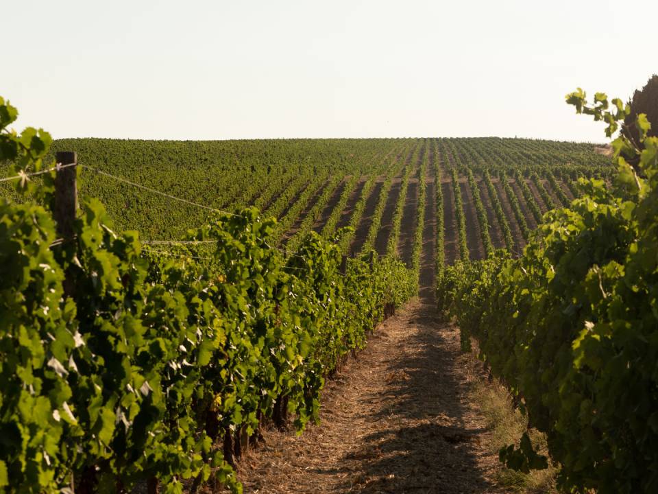 Degustazione Top Wine Experience - Principi di Butera - Azienda Agricola Principi di Butera 3