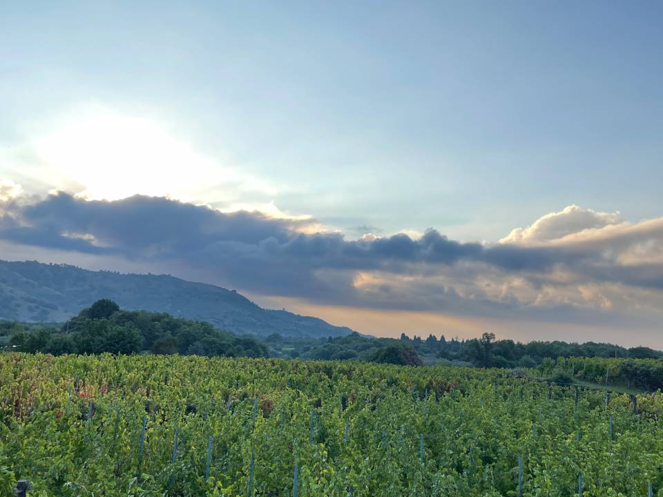 Etna Experience at Vivera winery Tasting - Vivera - Vivera Contrada Martinella Farm 6