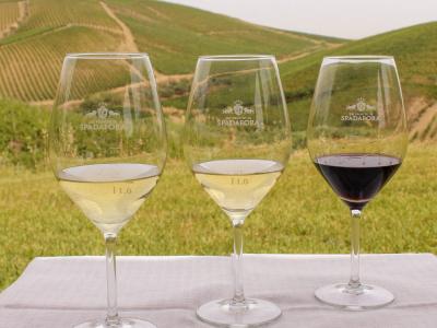 Organic Wine Tasting Palermo - Dei Principi di Spadafora - Virzi dei Principi di Spadafora Winery