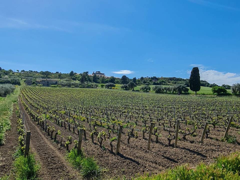 Discovering the Terroirs of Chiaramonte Premium Tasting - Winery Gulfi - Locanda Gulfi Winery 1