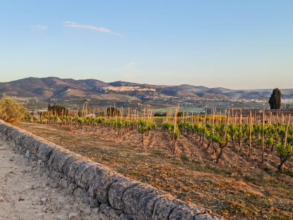 From the Iblei to Etna Premium Tasting - Winery Gulfi - Locanda Gulfi Winery 2