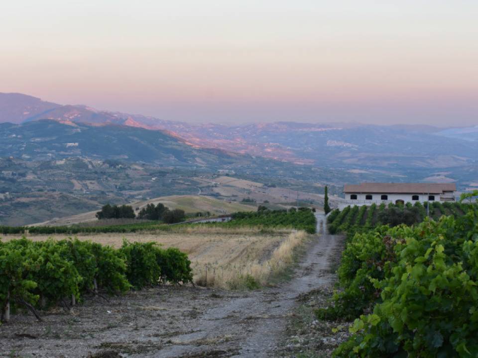 Degustazione vini al tramonto - Azienda Agricola Di Giovanna - Cantina Di Giovanna 3