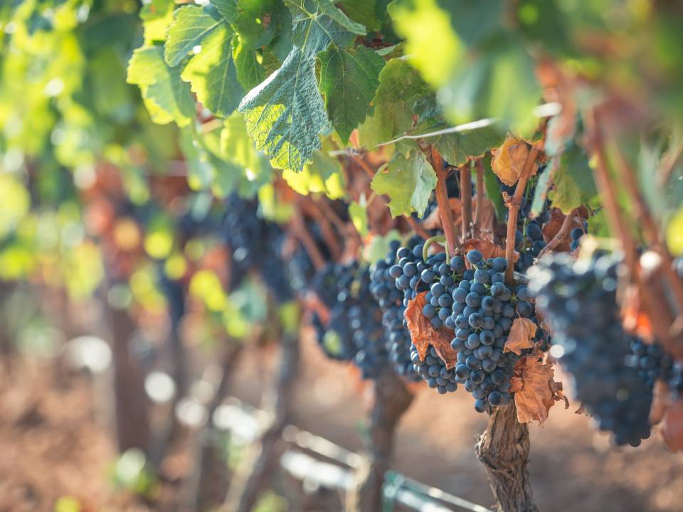 Wine Tasting Myth and Frappato - Casa Grazia