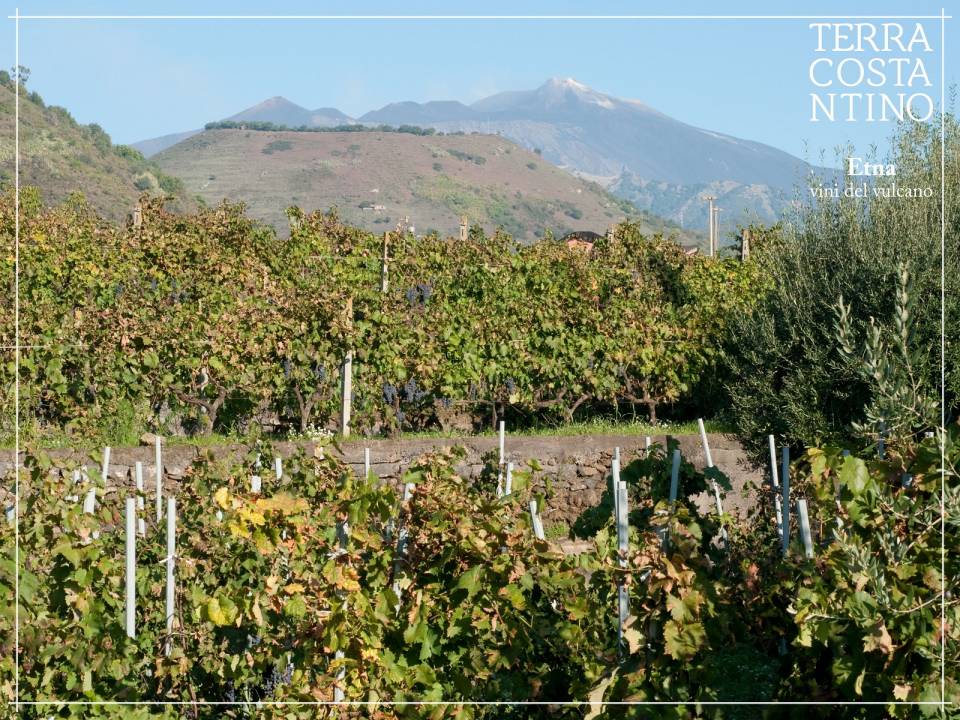 Discover Tasting - Terra Costantino - Terra Costantino Winery 1