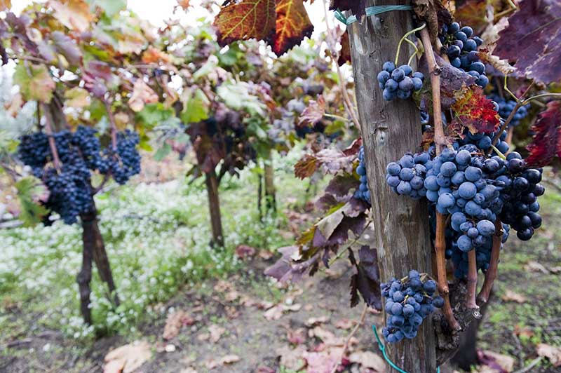 Vineyard types grape of Sicily