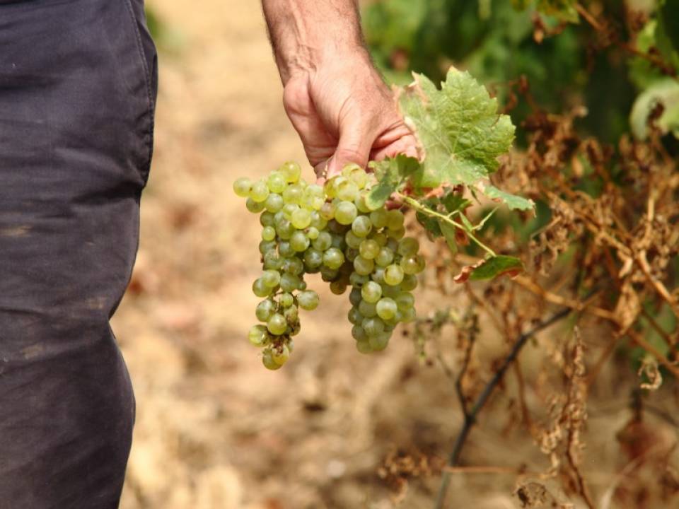 winery Possente Società Cooperativa Agricola2