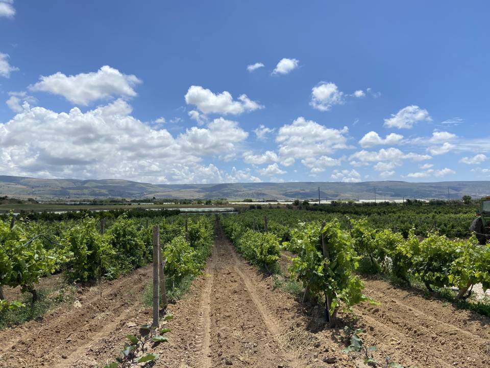 Tenute Senia - Tenute Senia winery1