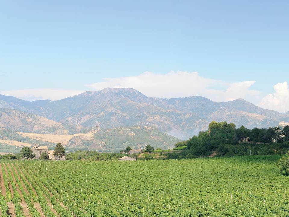 Azienda Agricola Tornatore - Tornatore Winery winery1