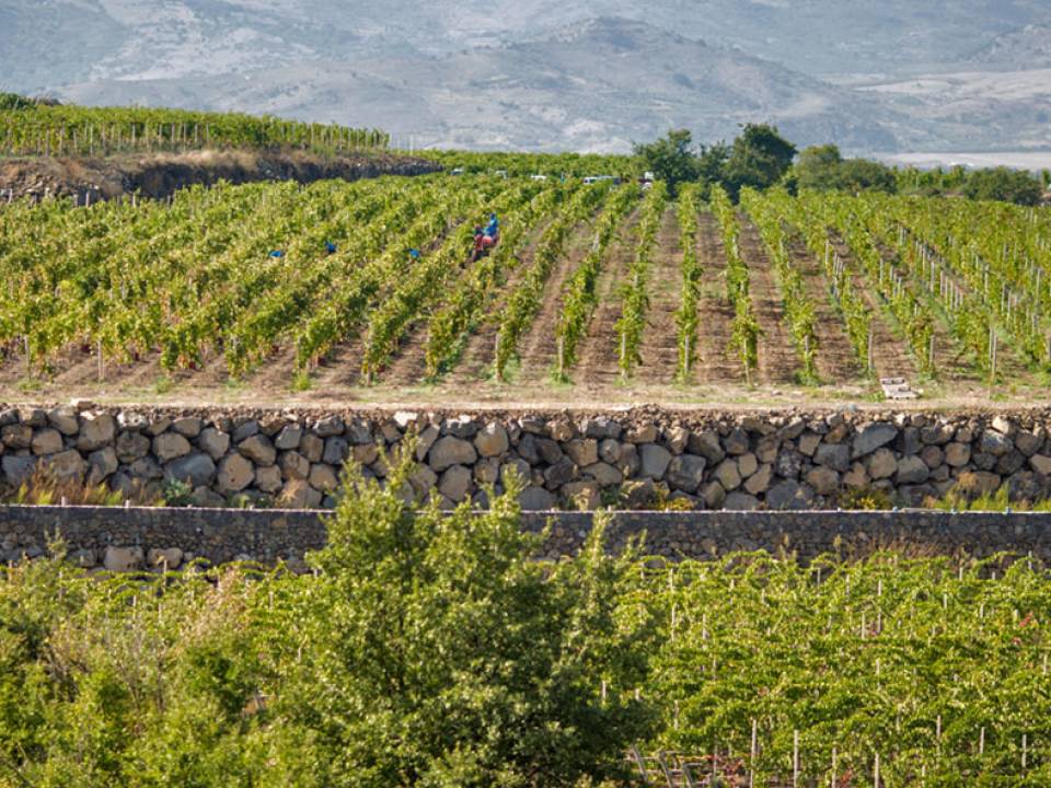 Azienda Agricola Tornatore - Tornatore Winery winery2