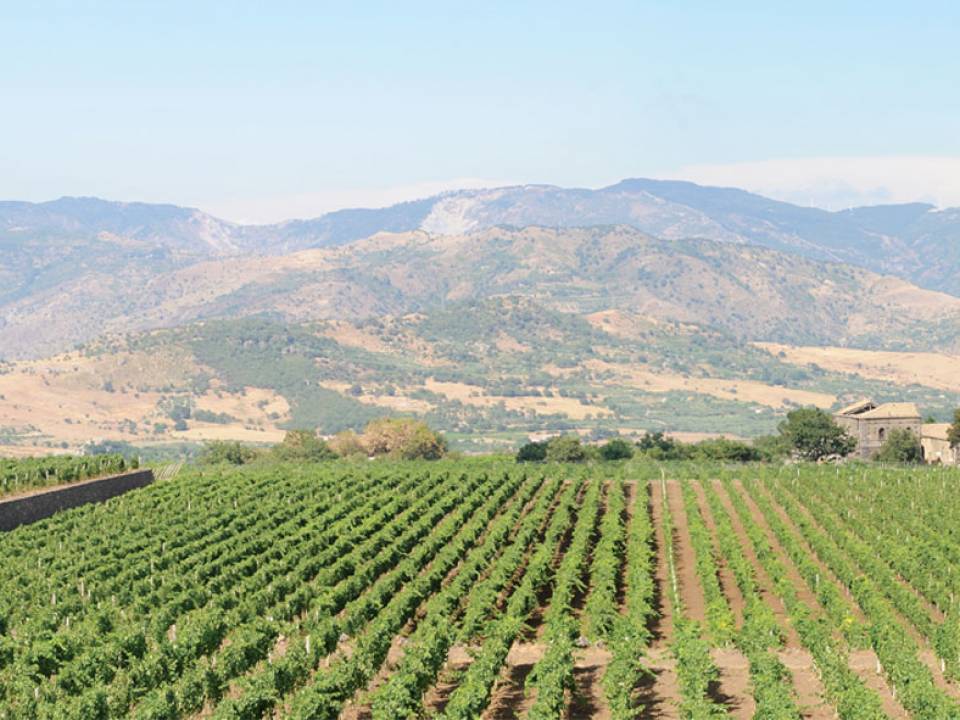 Azienda Agricola Tornatore - winery Cantina Tornatore3