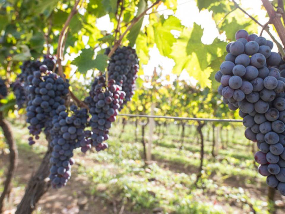 Azienda Agricola Tornatore - Tornatore Winery winery4