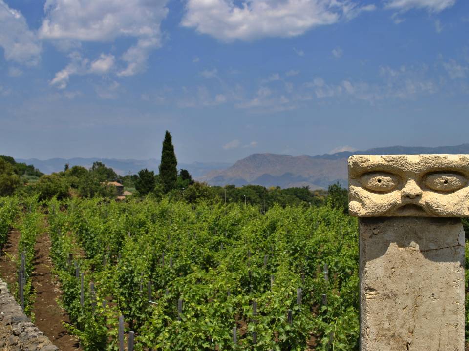 winery Torre Mora3