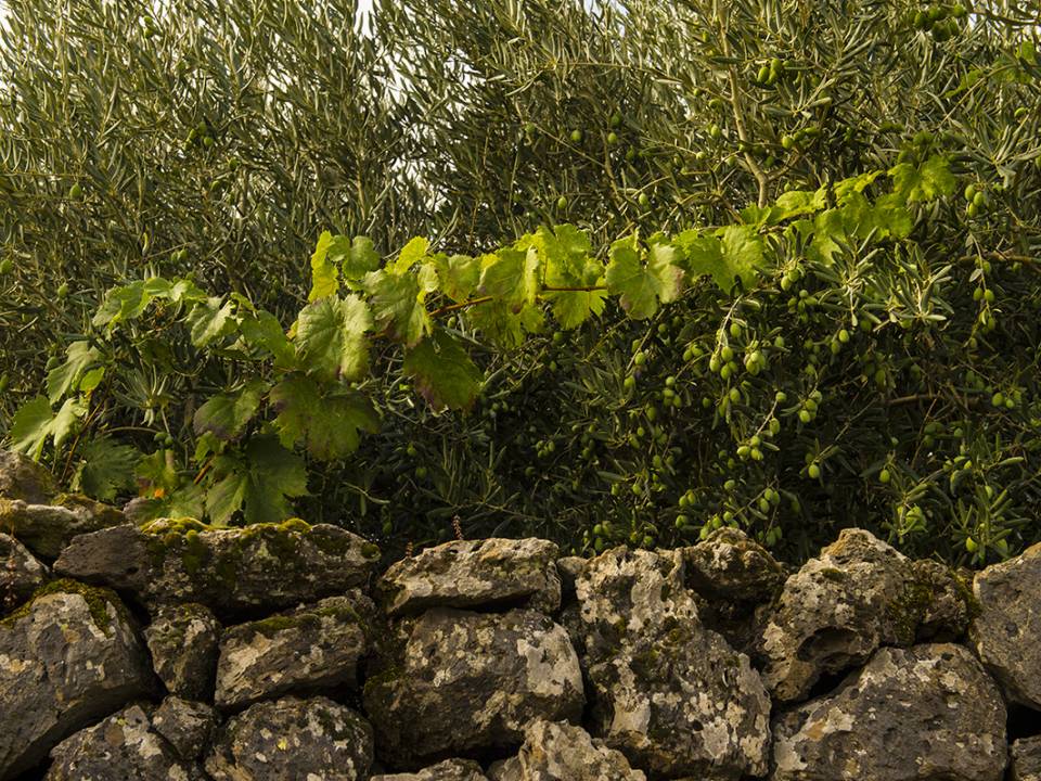 Azienda Girolamo Russo - VINEYARDS AND LAVA FLOWS winery4