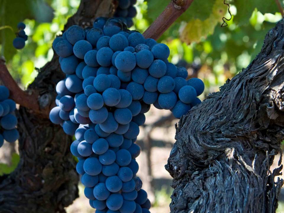Antichi Vinai - Antichi Vinai 1877 winery10