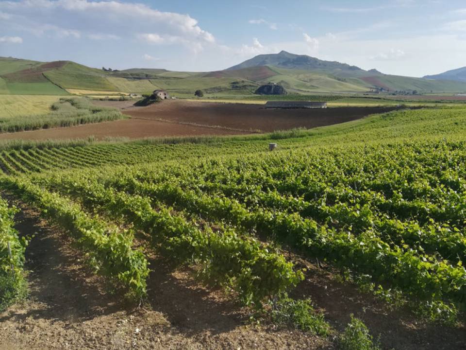 Terre di Gratia winery1