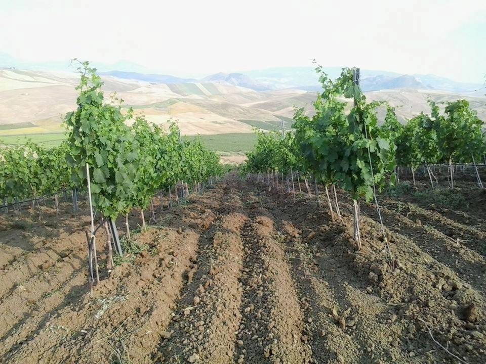 Terre di Gratia winery7
