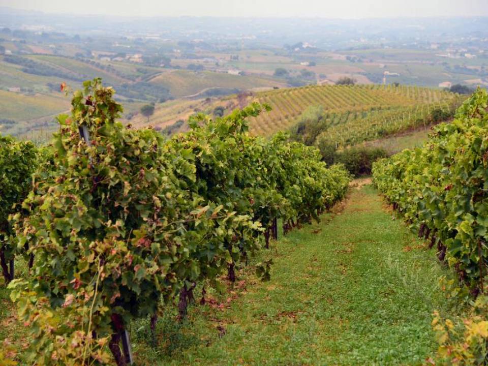 winery Azienda Agricola Cossentino3