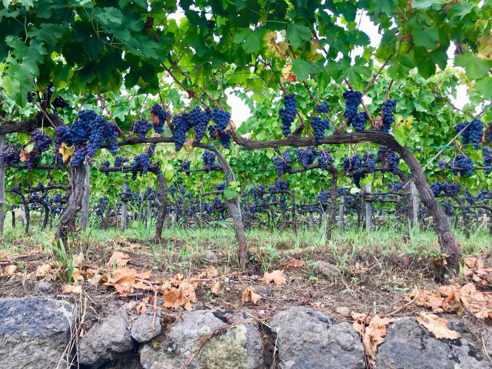 Cantine Valenti winery6
