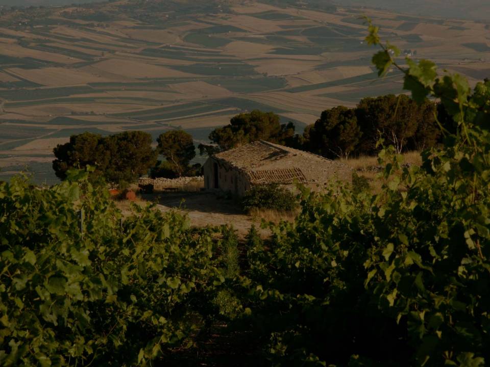 Azienda agricola Gaspare Di Prima - winery Tenuta Di Prima1