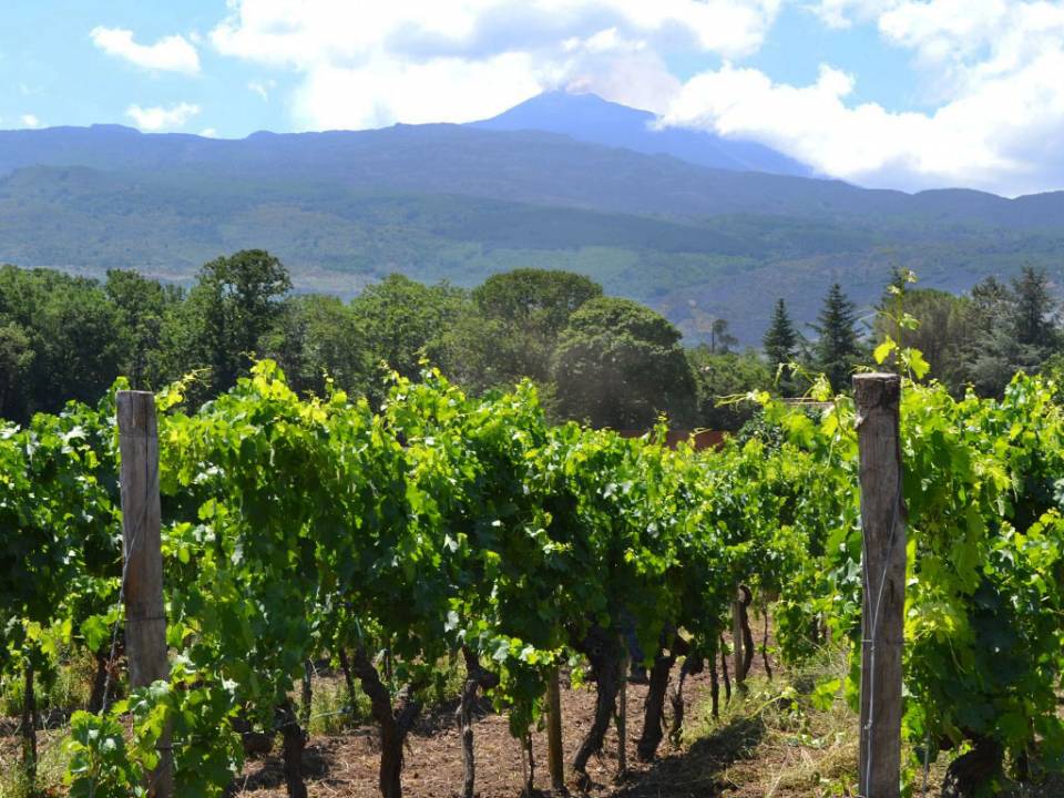 Camporè winery2
