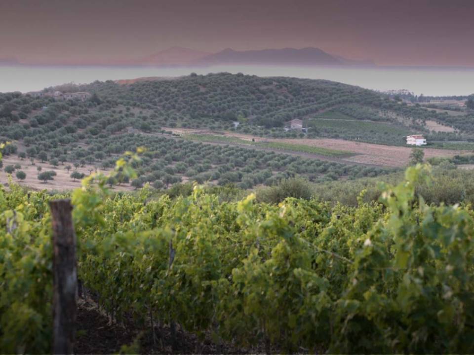 Cambria - winery Cantine Cambria4