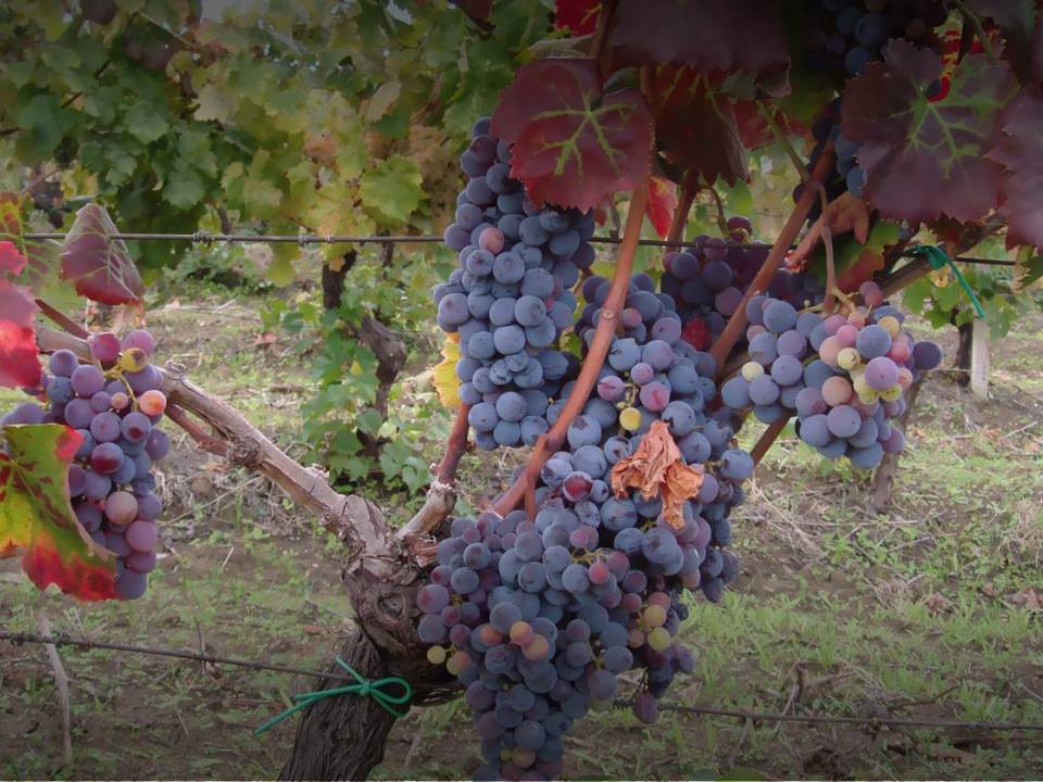 Cambria - winery Cantine Cambria5