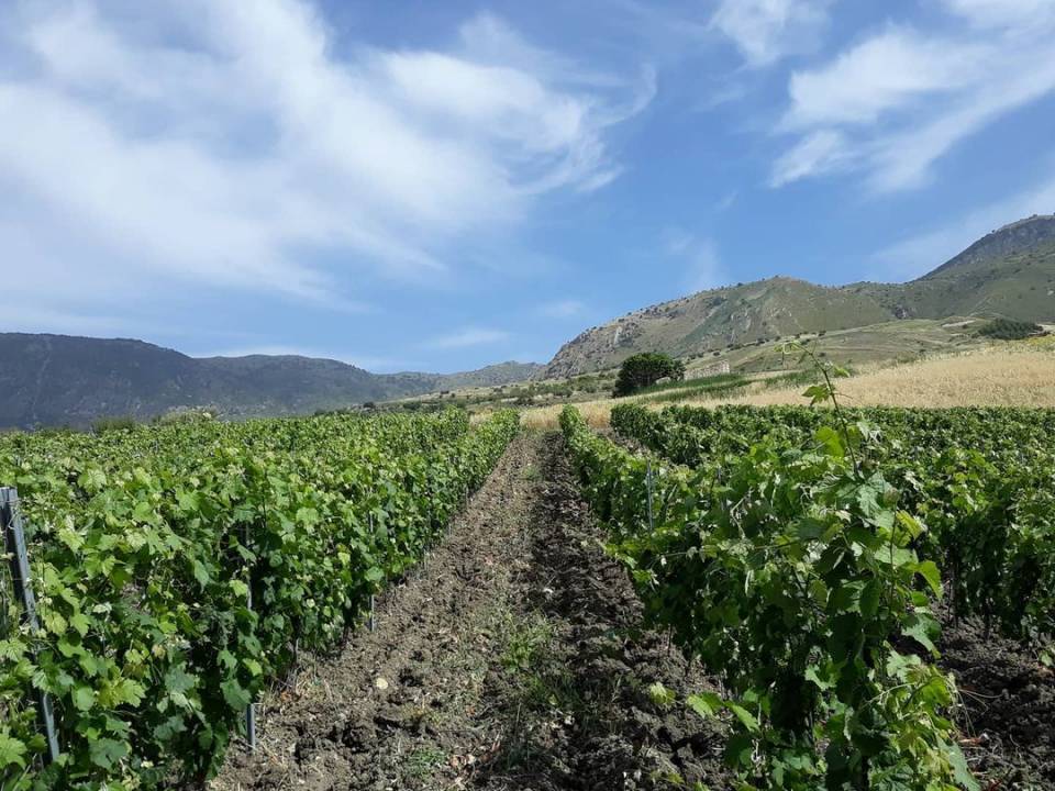 winery Azienda Agricola Di Salvo2