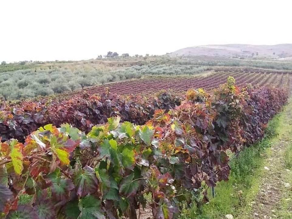 Azienda Agricola Di Salvo winery5