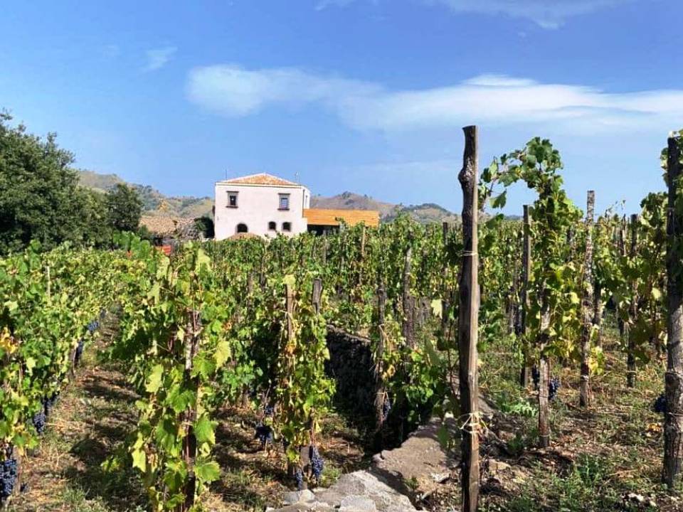 Emilio Sciacca Etna Wine winery6