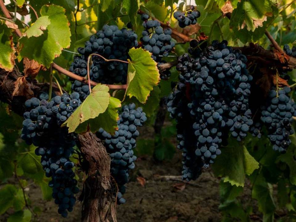 Cantine Brugnano winery3