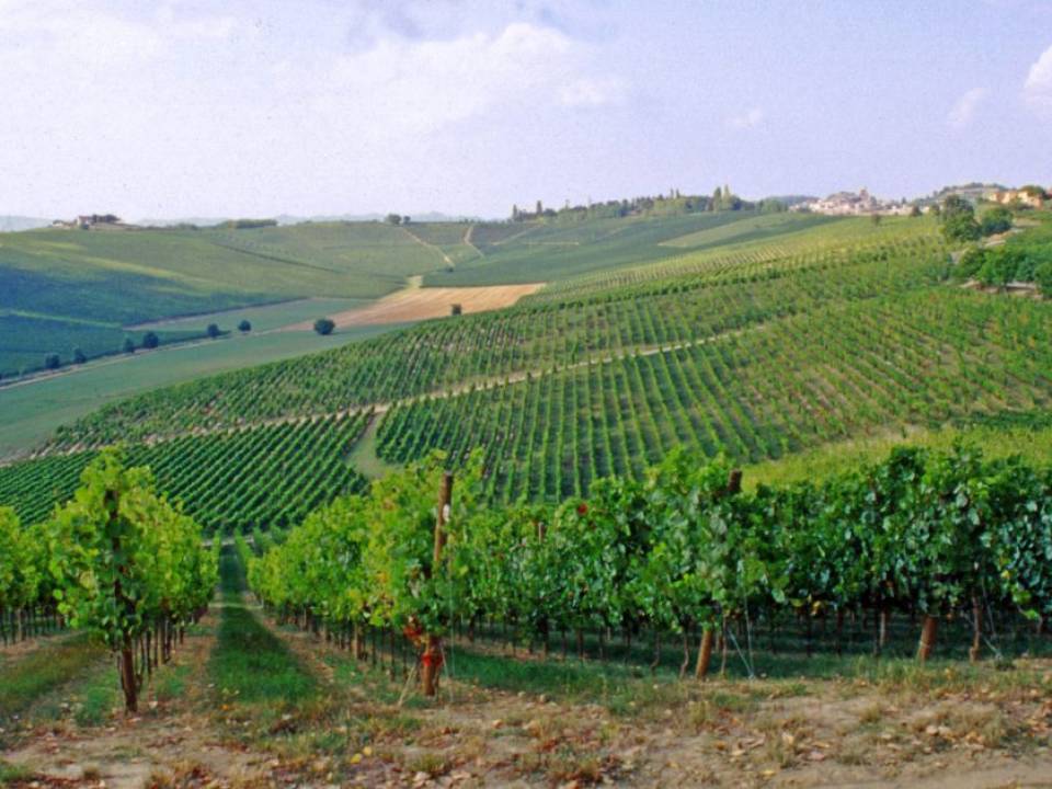Wineries Fina - Cantine Fina winery8
