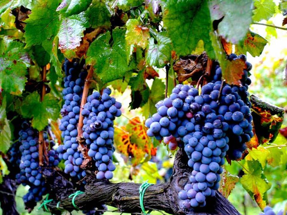 Tenute Mannino di Plachi - winery Tenute Mannino di Plachi - Tenuta del Gelso3