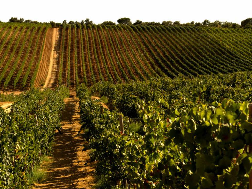 Feudi del Pisciotto - Feudi del Pisciotto winery3