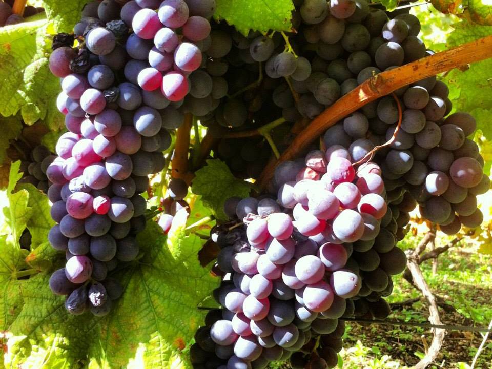 Hauner - HAUNER CARLO AZIENDA AGRICOLA winery4