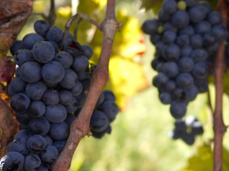 Le Casematte winery3