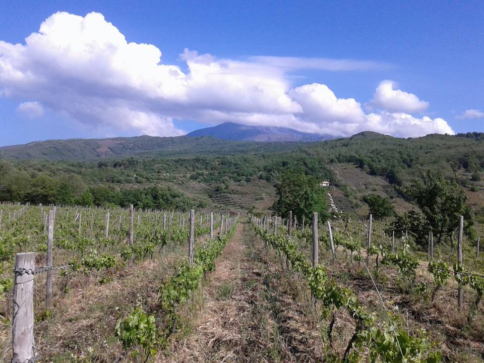 Tenuta Monte Gorna winery