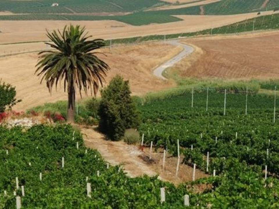 BioViola - BioViola Azienda Agricola winery1
