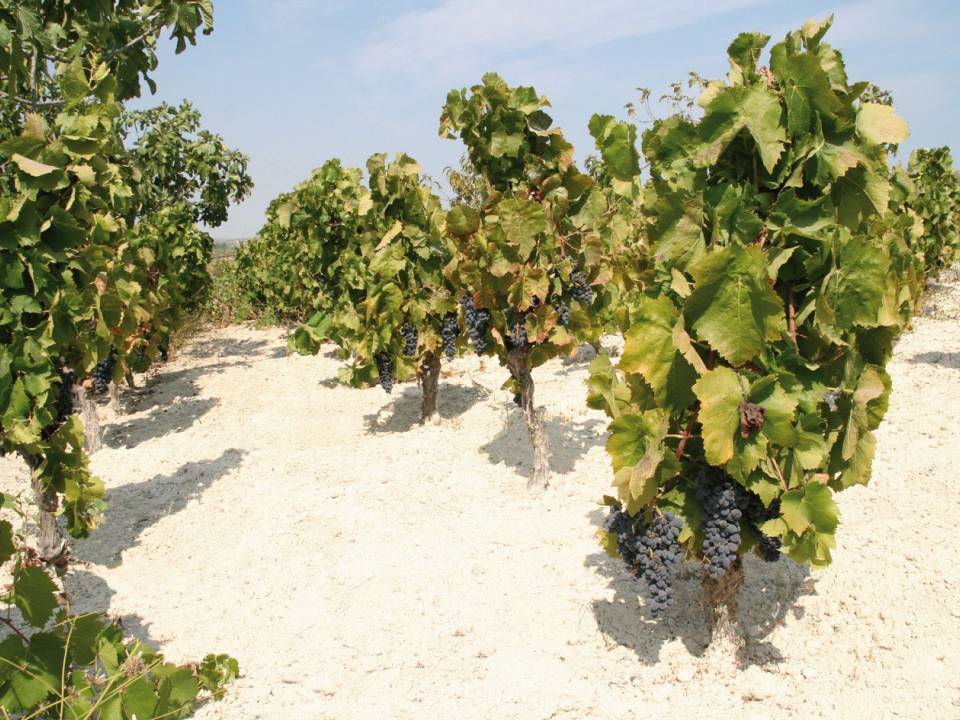 Winery Gulfi - Locanda Gulfi winery3