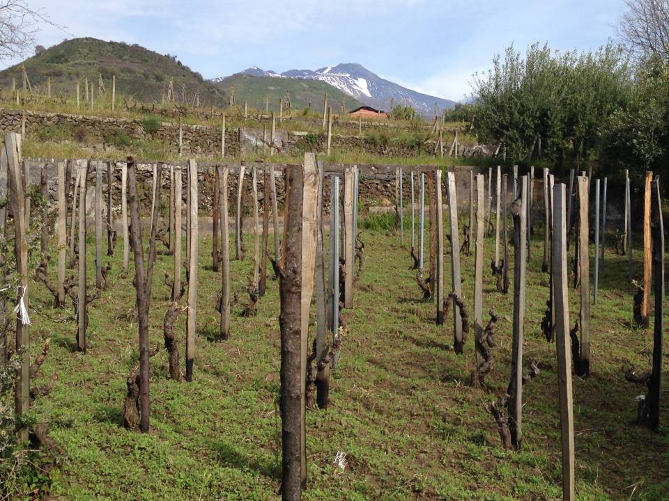 Terra Costantino - Terra Costantino winery3