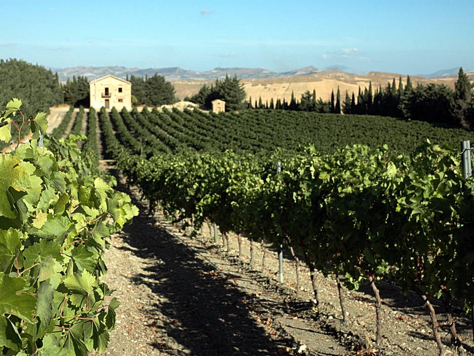 Azienda Agricola Di Giovanna - winery Cantina Di Giovanna5