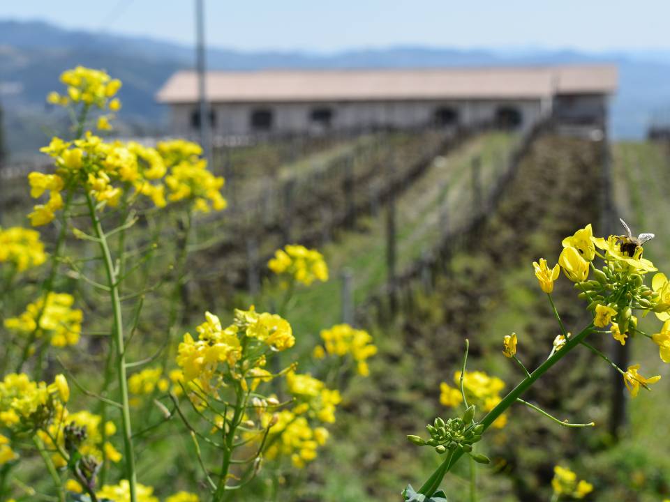 Azienda Agricola Di Giovanna - winery Cantina Di Giovanna8