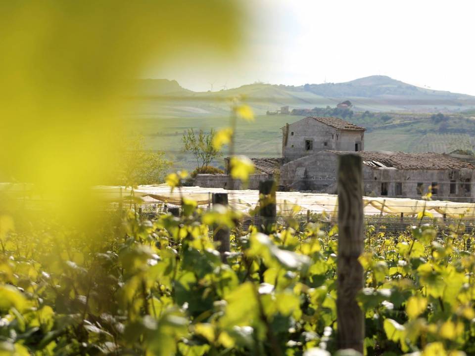 winery Baglio del Cristo di Campobello3
