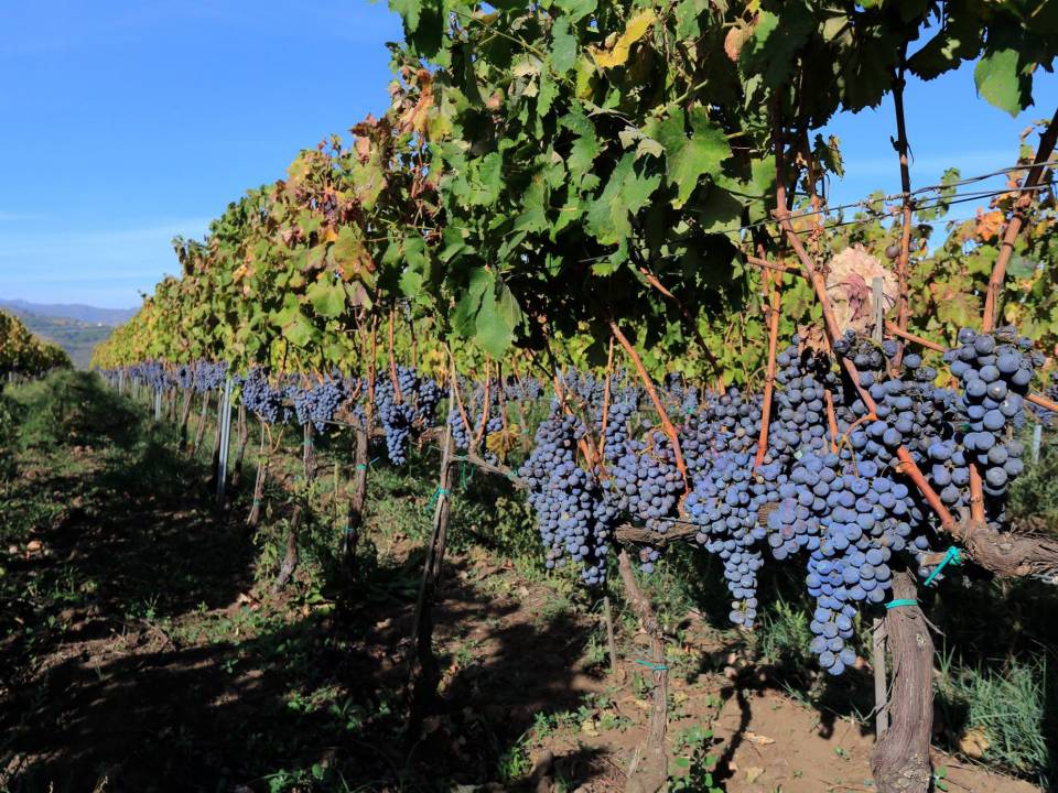 winery Feudo Vagliasindi8