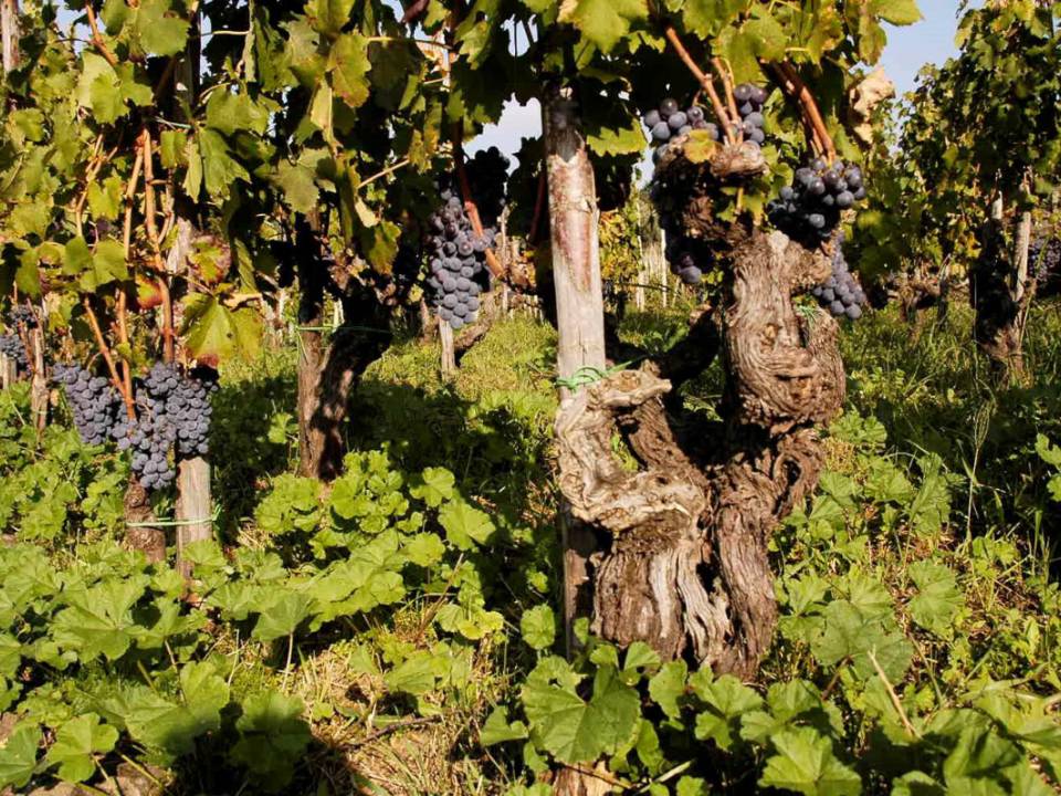 Terrazze dell'Etna - Terrazze dell'Etna winery3