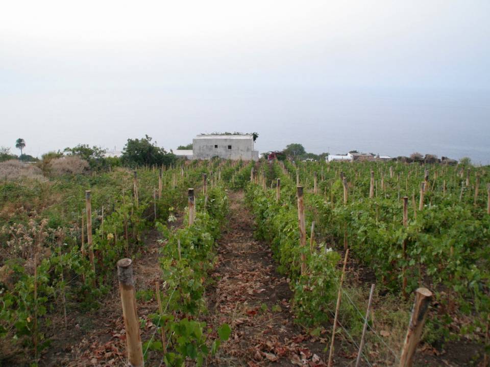 Azienda agricola Antonino Caravaglio winery5